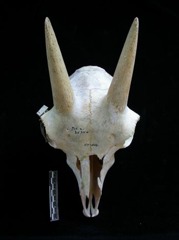 Media type: image;   Mammalogy 25354
